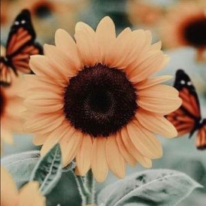 Meet your Posher, Ella